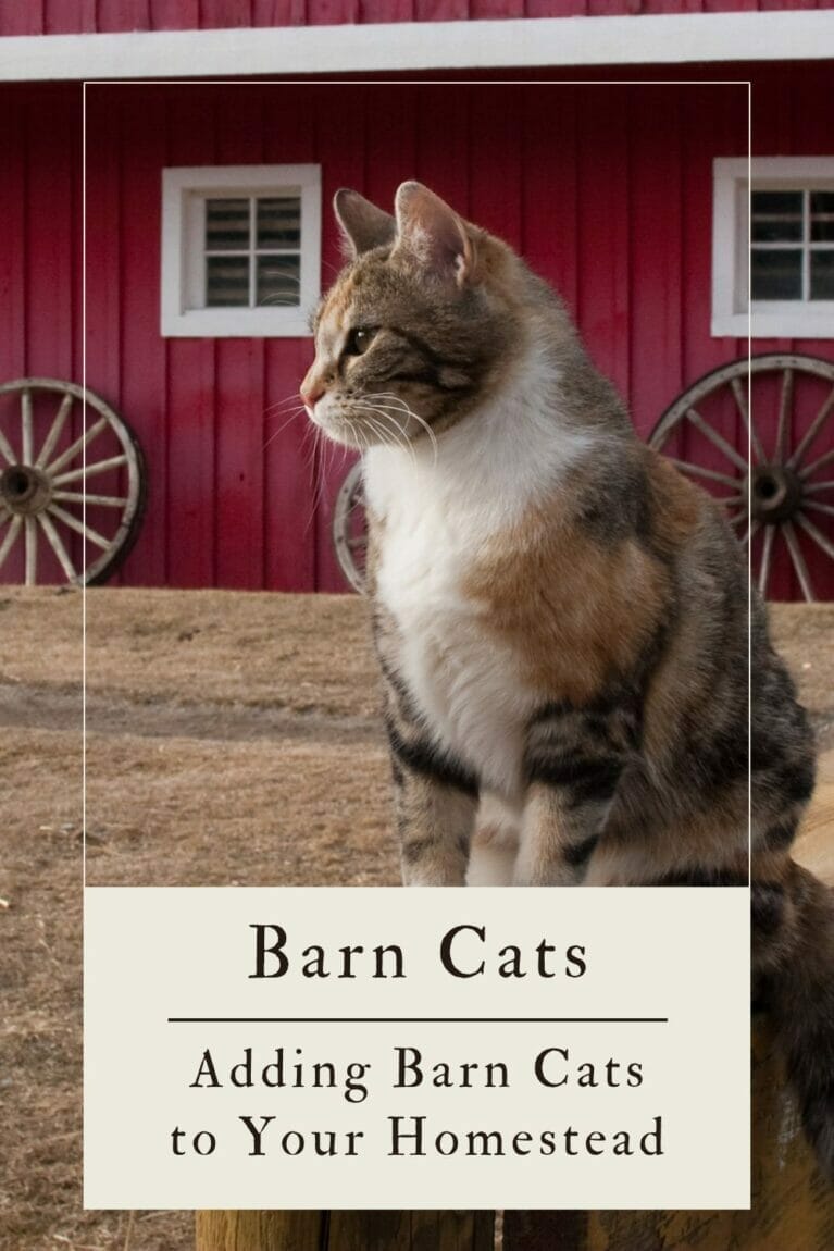 A pinterest-friendly graphic promoting keeping barn cats.