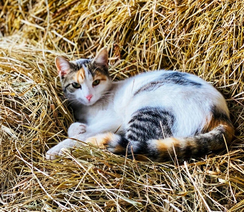 A barn cat napping on a stack of hay bales.