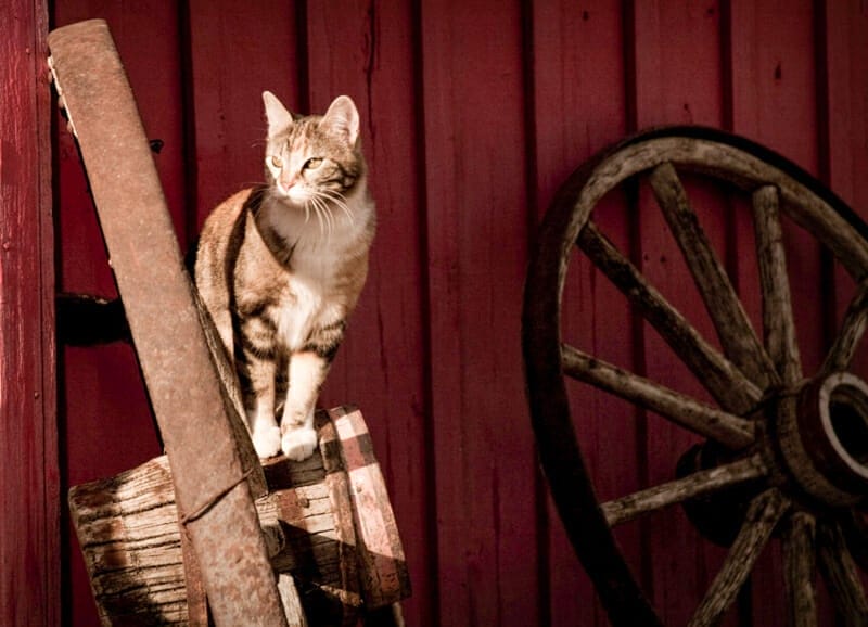 A cat perched up on a wooden barrel beside the barn.