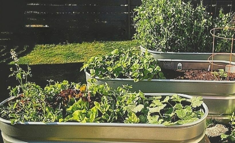 Vegetables growing in three galvanized planters made from livestock bins.