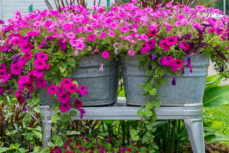 Flowers growing in smaller galvanized planters.
