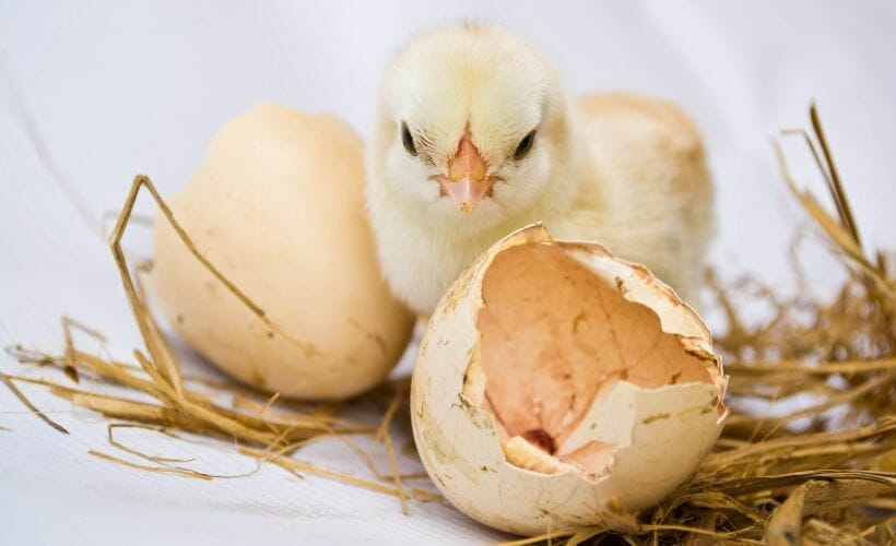 A Guide to Hatch Day Day 21 of Hatching Chicken Eggs
