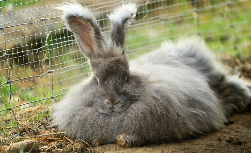 A gray angora basking in the sun outdoors.