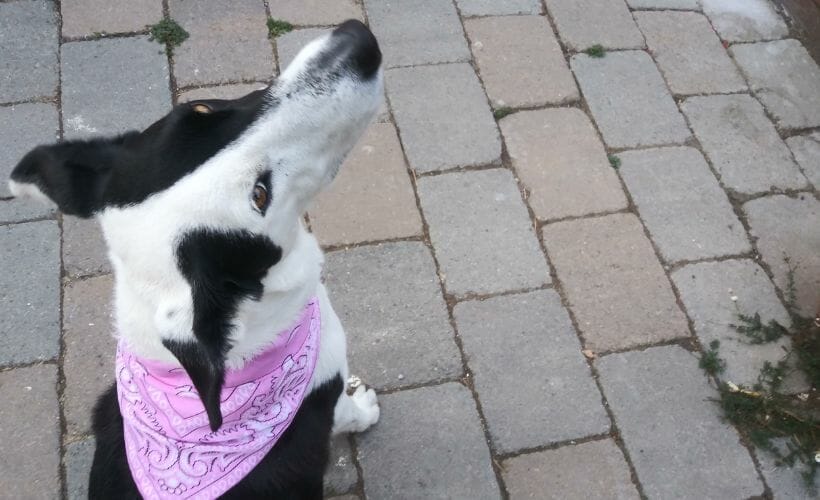 My black and white border collie mix posing with her pink DIY flea collar bandana.