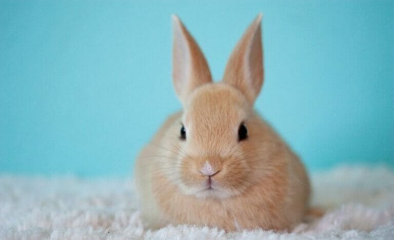 4 Reasons to Consider Getting a Bunny for Your Homestead