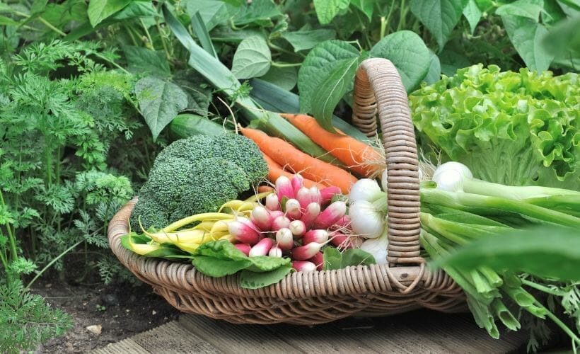 A basket of homegrown food.