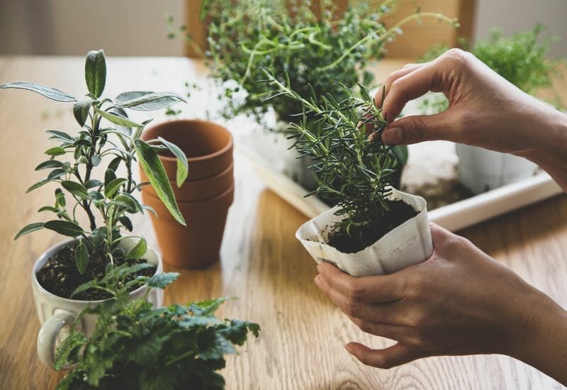 Planting herbs in pots for indoor gardening.