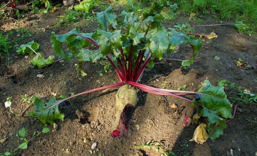 Rhubarb growing in poor soil.