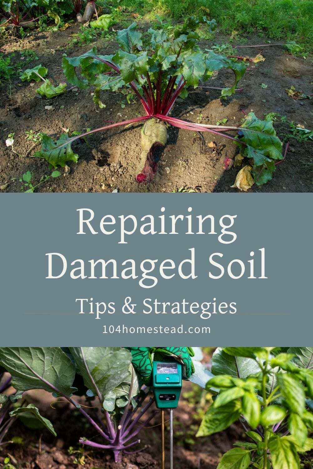 A pinterest-friendly graphic on how to repair damaged soil.