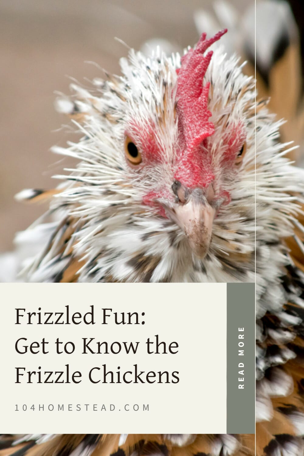 A pinterest-friendly graphic on raising frizzle chickens.