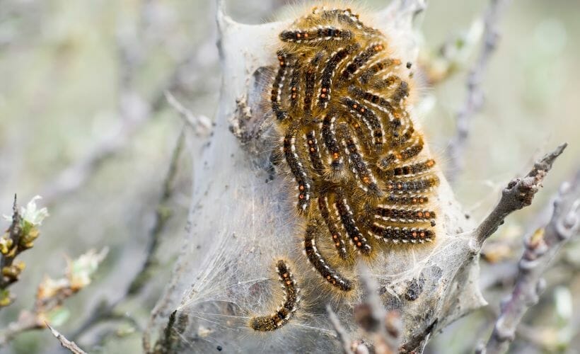 A brown tail moth nest covered with caterpillars.