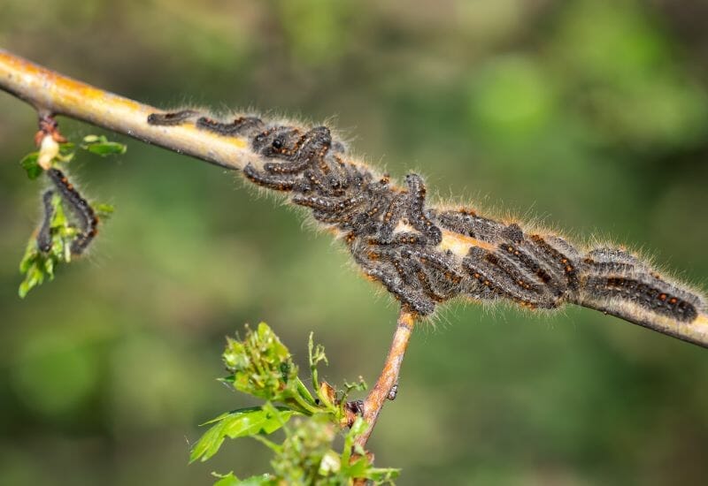 Brown tail caterpillars on a fruit tree branch.