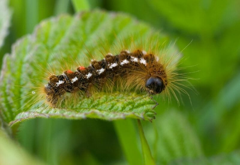A brown moth caterpillar with its hairs on a plant leaf.