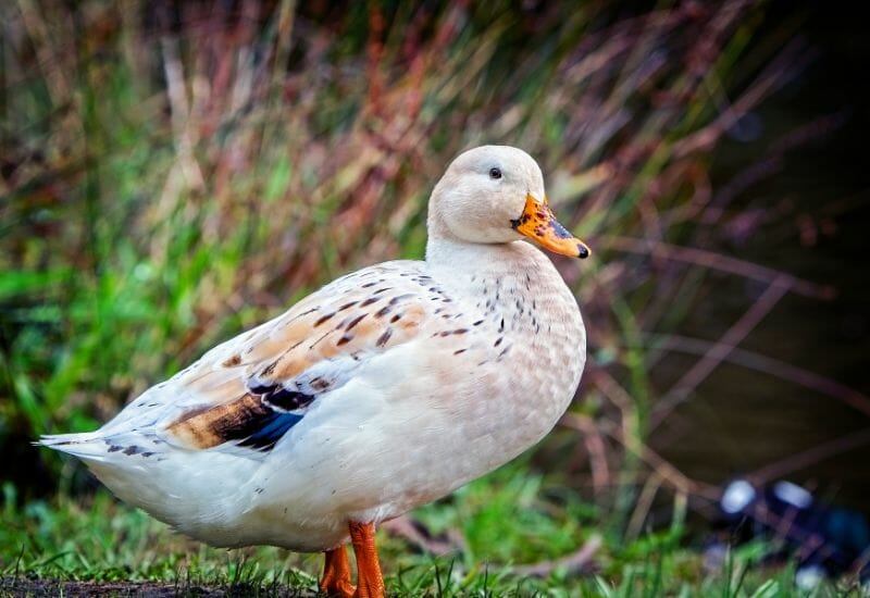 A welsh harlequin duck beside a pond.
