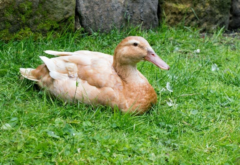 A female buff orpington duck laying on the grass after preening.