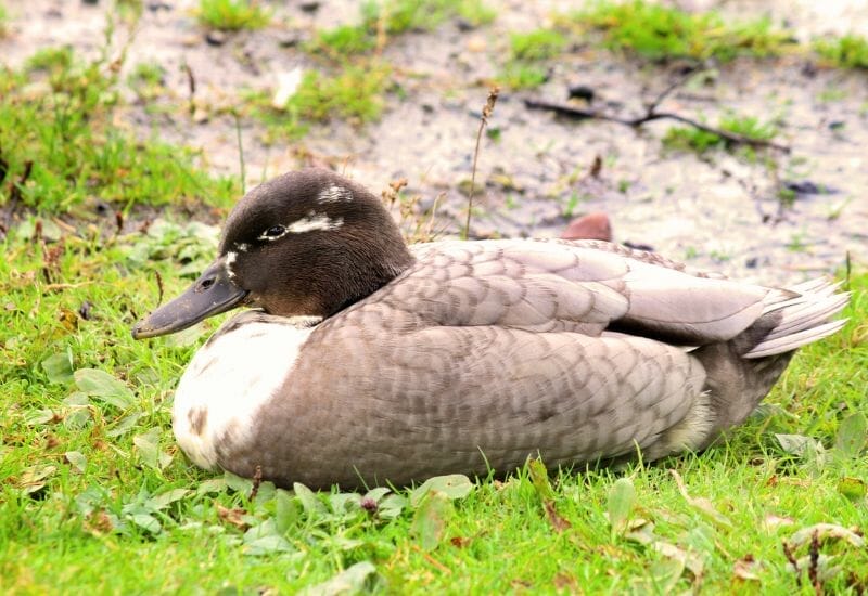 A female blue swedish duck napping in the grass.