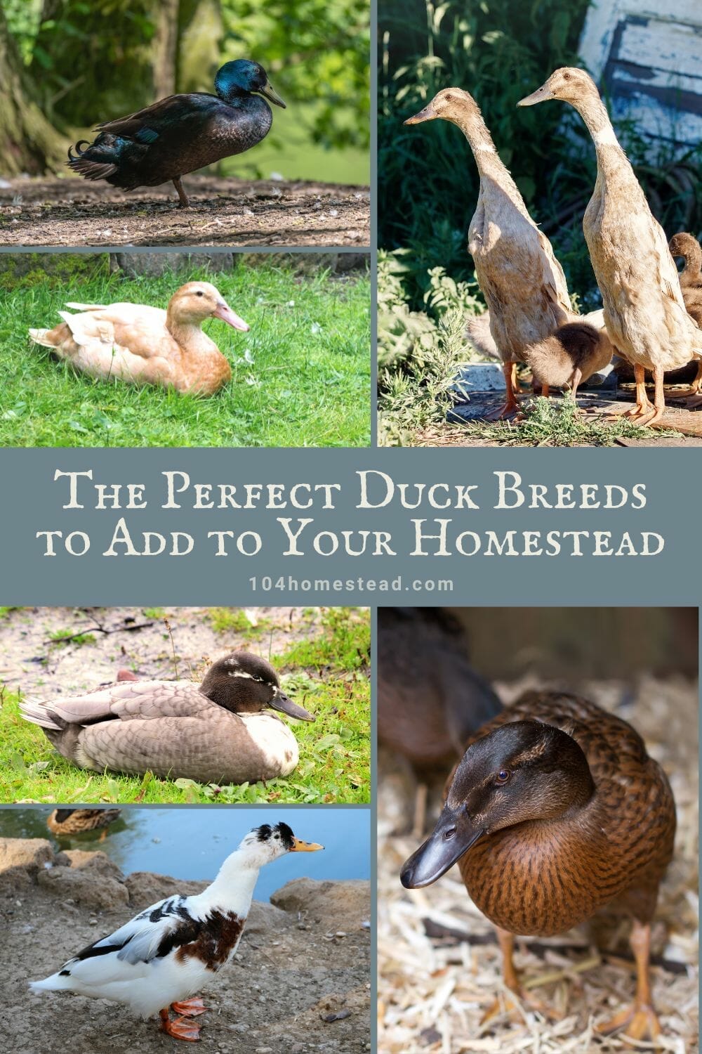 A pinterest-friendly graphic for choosing the perfect duck breed for your homestead.