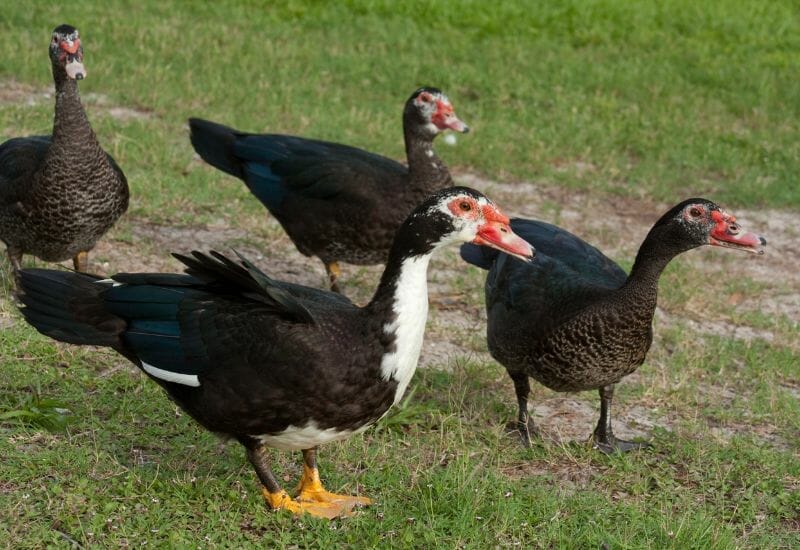 A flock of muscovy ducks on the lawn.