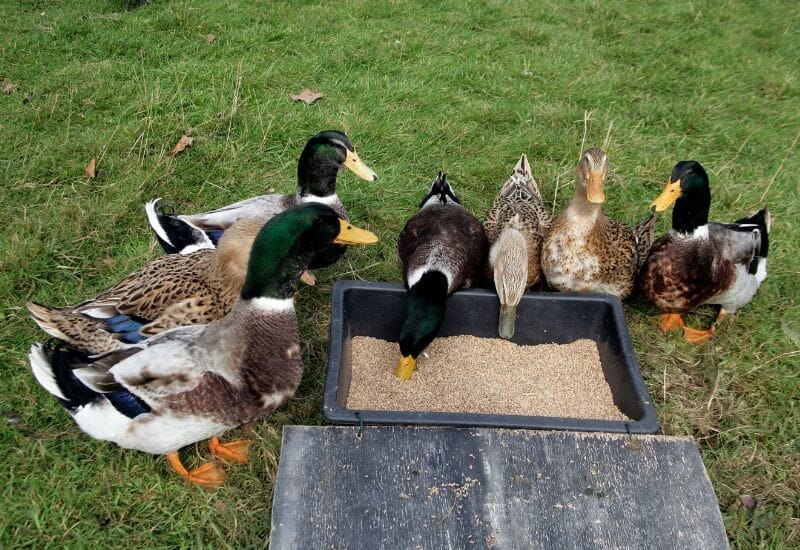 A flock of rouen ducks eating out of a big black dish.