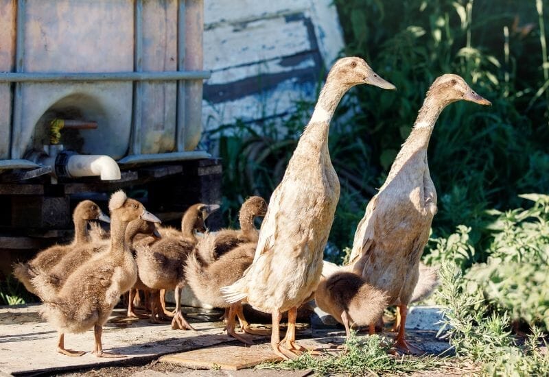A pair of fawn indian runner ducks with a flock of ducklings.