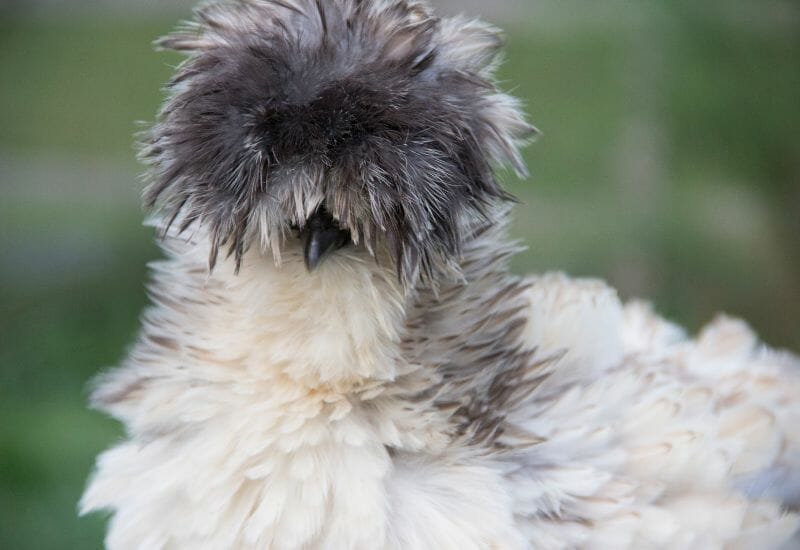 A gray and white polish frizzle chicken with a big, fluffy top hat.