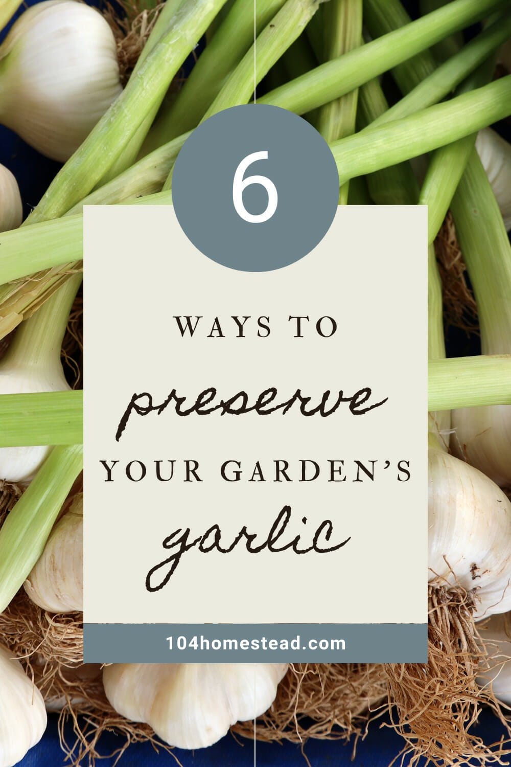 A pinterest-friendly graphic for the 6 best ways to preserve garlic.