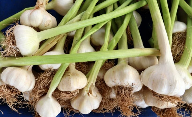 Fresh garlic from the garden ready to be preserved.