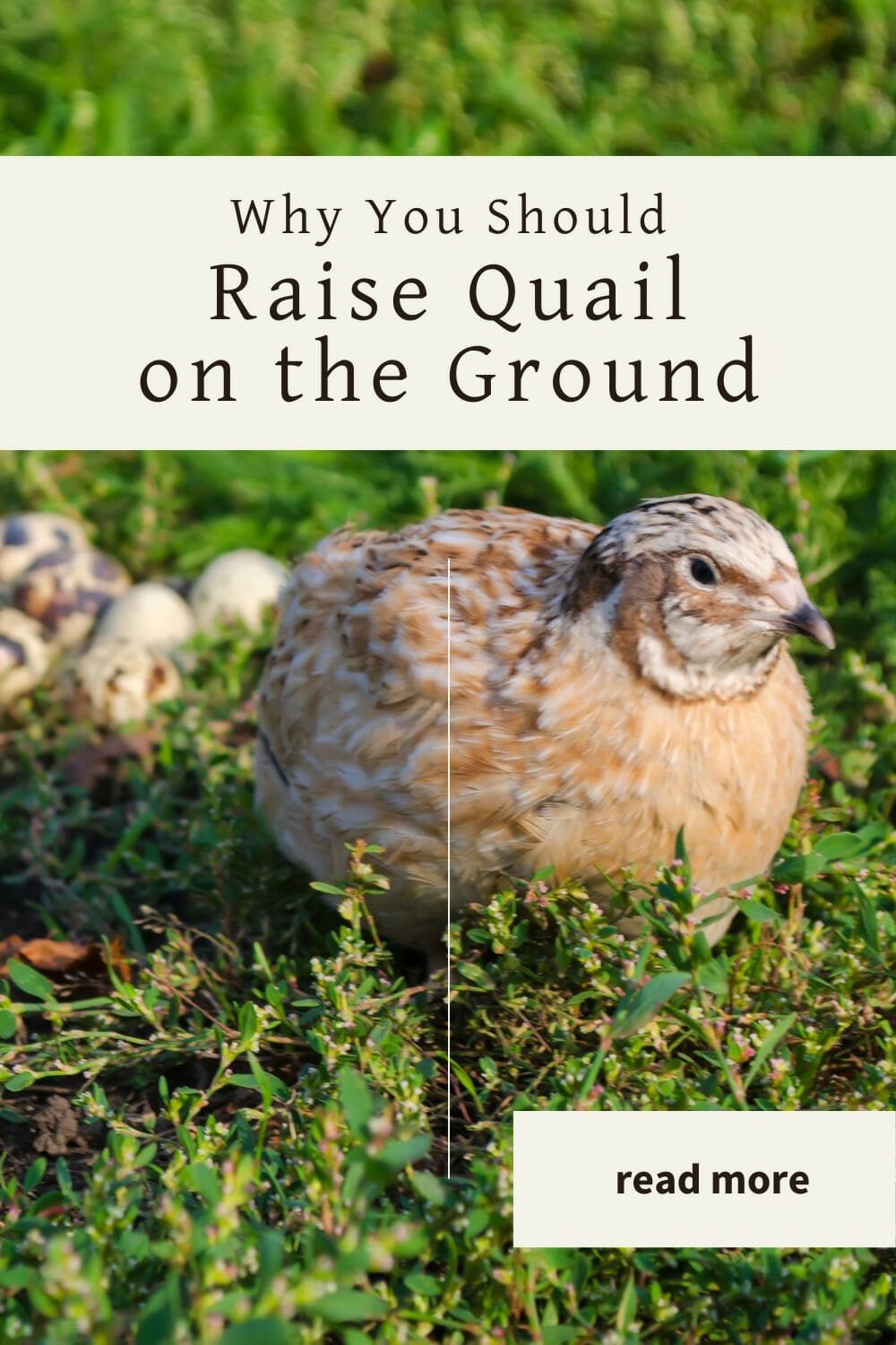 A pinterest-friendly graphic for why you should consider raising quail on the ground.