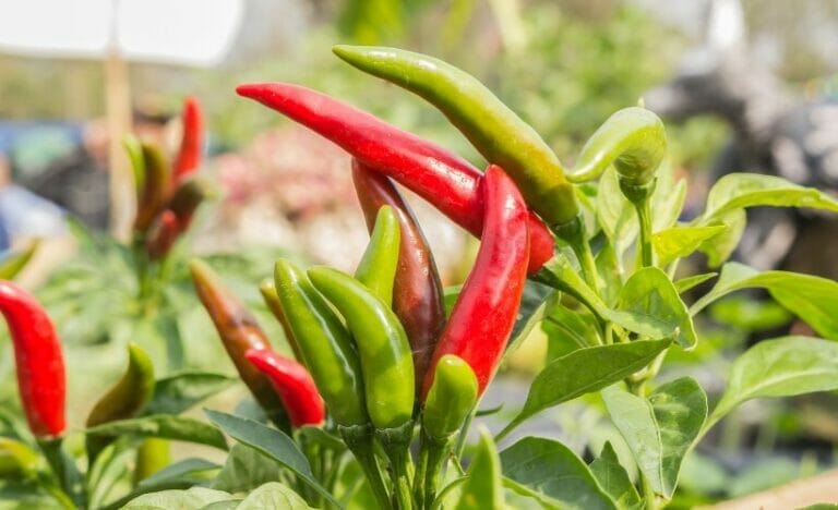 How to Preserve Hot Peppers & Harvest for the Best Flavor