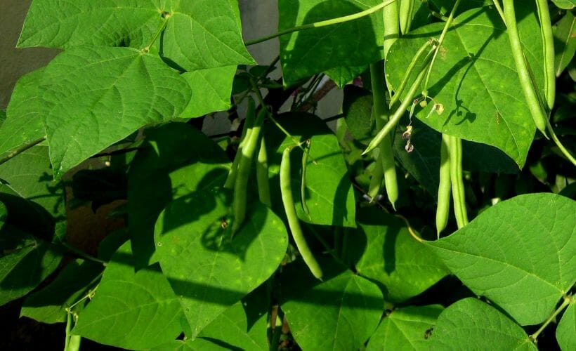 A closeup of green beans in the garden.