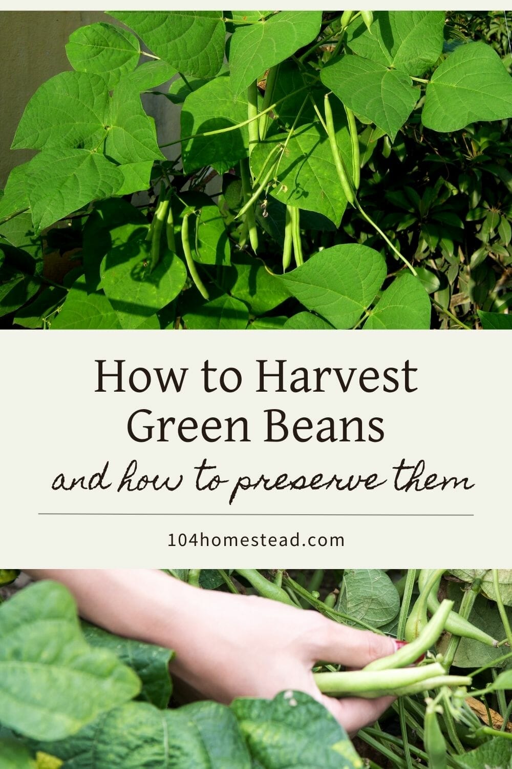 A pinterest-friendly graphic for how to harvest green beans and store green beans for long term storage.