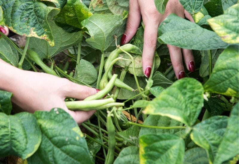Picking green beans in the garden.