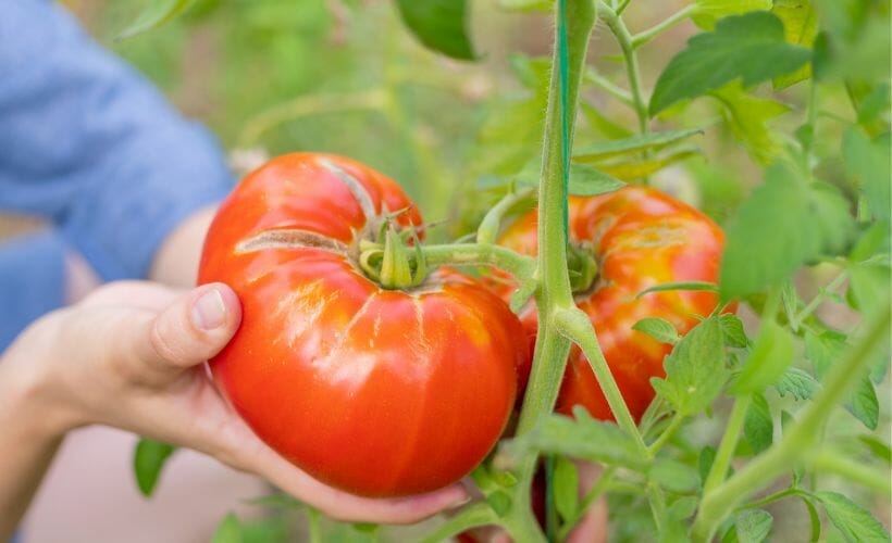 Picking a large heirloom tomato off the vine.