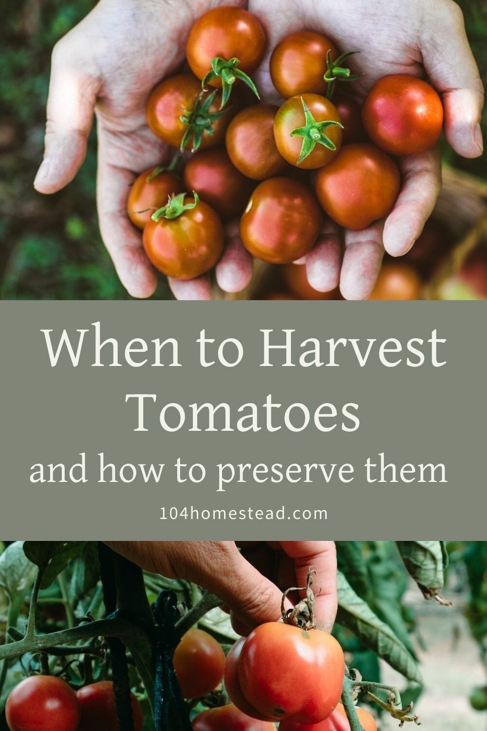 A pinterest-friendly graphic for my post on how to tell when to harvest tomatoes and how to eat them fresh or preserve them.