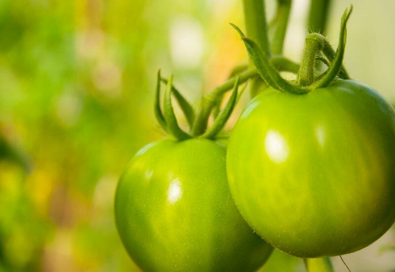 A closeup view of green tomatoes in the garden/